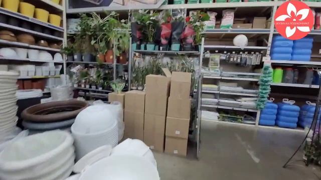 обзор орхидей в магазине LEROY MERLIN город Москва смотреть онлайн