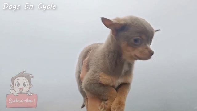 BLUE TRICOLOR CHIHUAHUA PUPPY | Lilac Tricolor | Dogs En Cycle смотреть онлайн