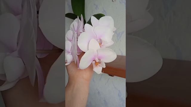 Орхидея Pink Peace смотреть онлайн