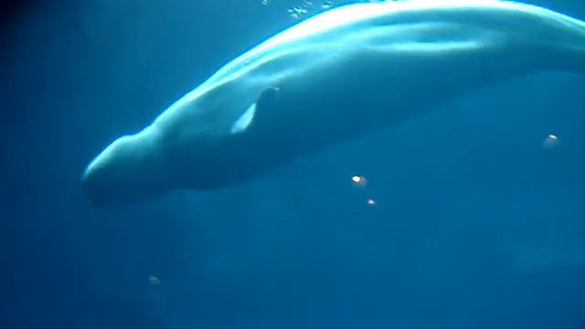 Erika- Georgia aquarium 1 смотреть онлайн
