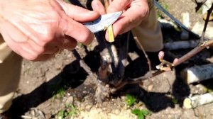 Прививка винограда чёрное в чёрное