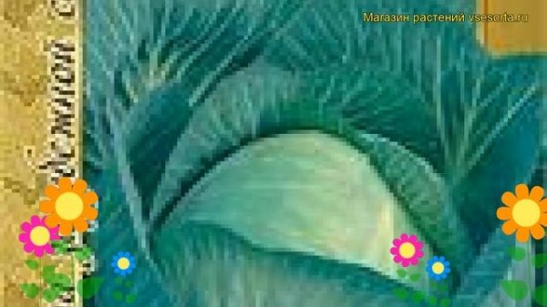 Капуста белокочанная Мегатон f1. Краткий обзор, описание характеристик, где купить семена Megaton f