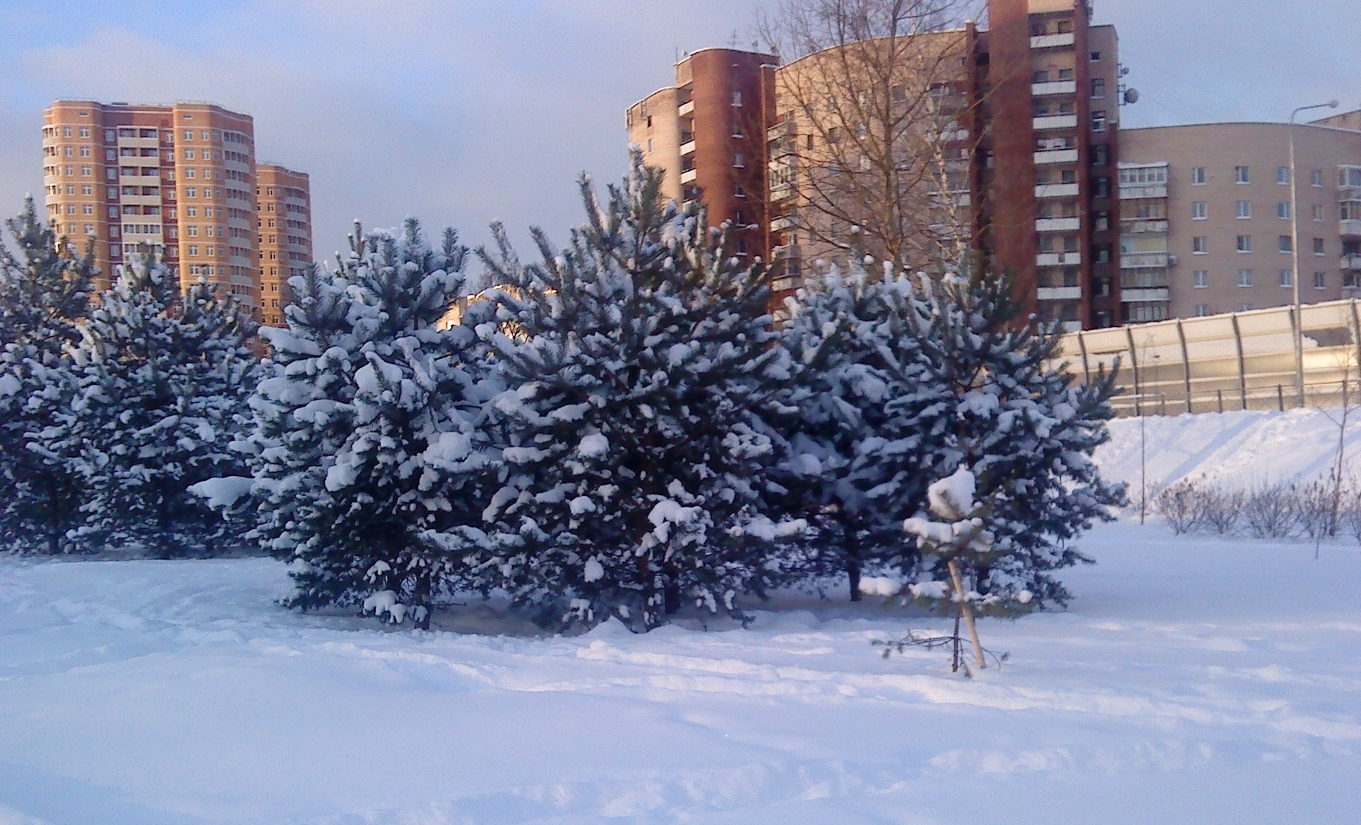 СЕСТРОРЕЦК: Новогодний лес. Прогулка (31.12.2021)