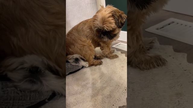 Смешное и не очень #2 #funny #pet #animals #funnyanimals #fyp #foryou #dog #dogsoftiktok #funnyvideo