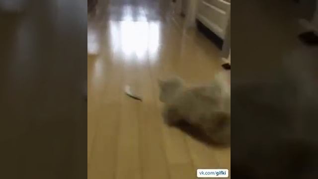 Коротколапый) смотреть онлайн