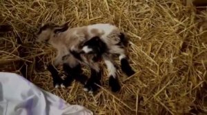 20 МУТАНТОВ ЧЕРНОБЫЛЯ СНЯТЫХ НА КАМЕРУ