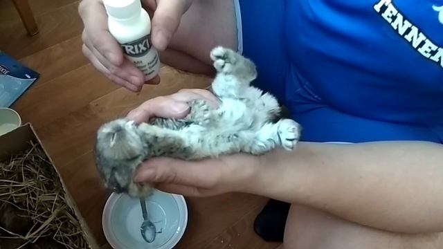 Искусственное вскармливание крольчат смотреть онлайн
