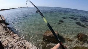 РЫБАЛКА на ЧЁРНОМ МОРЕ! ПЕРВЫЙ СКАТ НА ЖИВЦА! ЛОВЛЯ МОРСКОГО СКАТА НА ЗАКИДУШКУ!