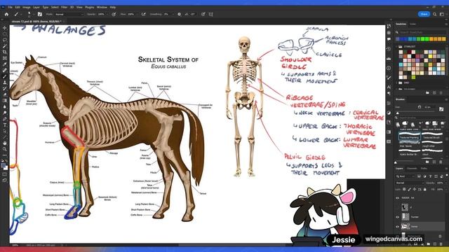 How to Draw a CENTAUR! (human + horse anatomy) смотреть онлайн