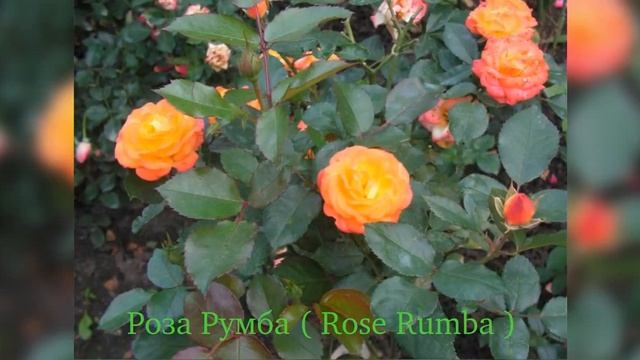 Rose Rumba (Роза Румба) смотреть онлайн