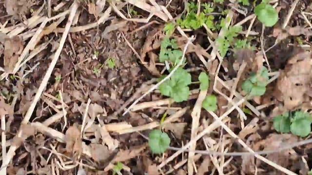 Ура! В Тверской области пошла сморчковая шапочка. смотреть онлайн