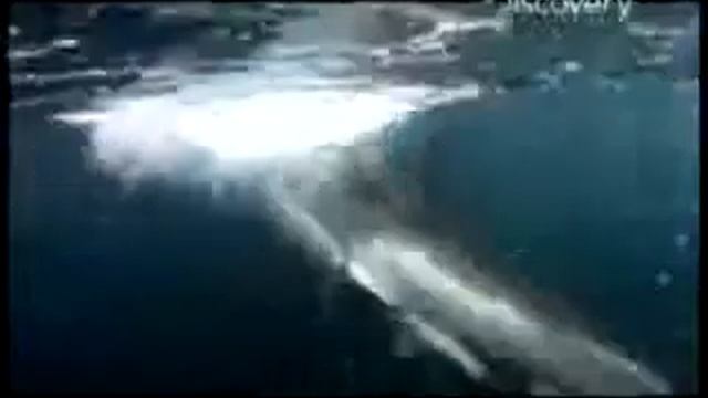 ТОП 10 самых жестких нападений акул смотреть онлайн