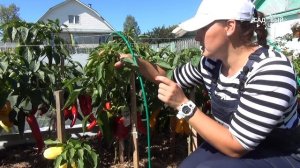 Баклажан Андрюша никогда не подводит. Урожая хватит для заготовок на всю зиму