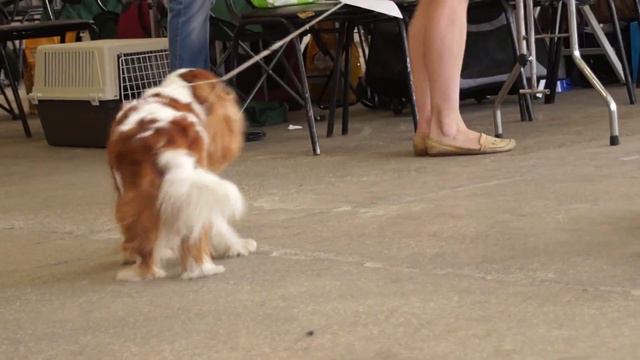 Вальдзаге Винсент