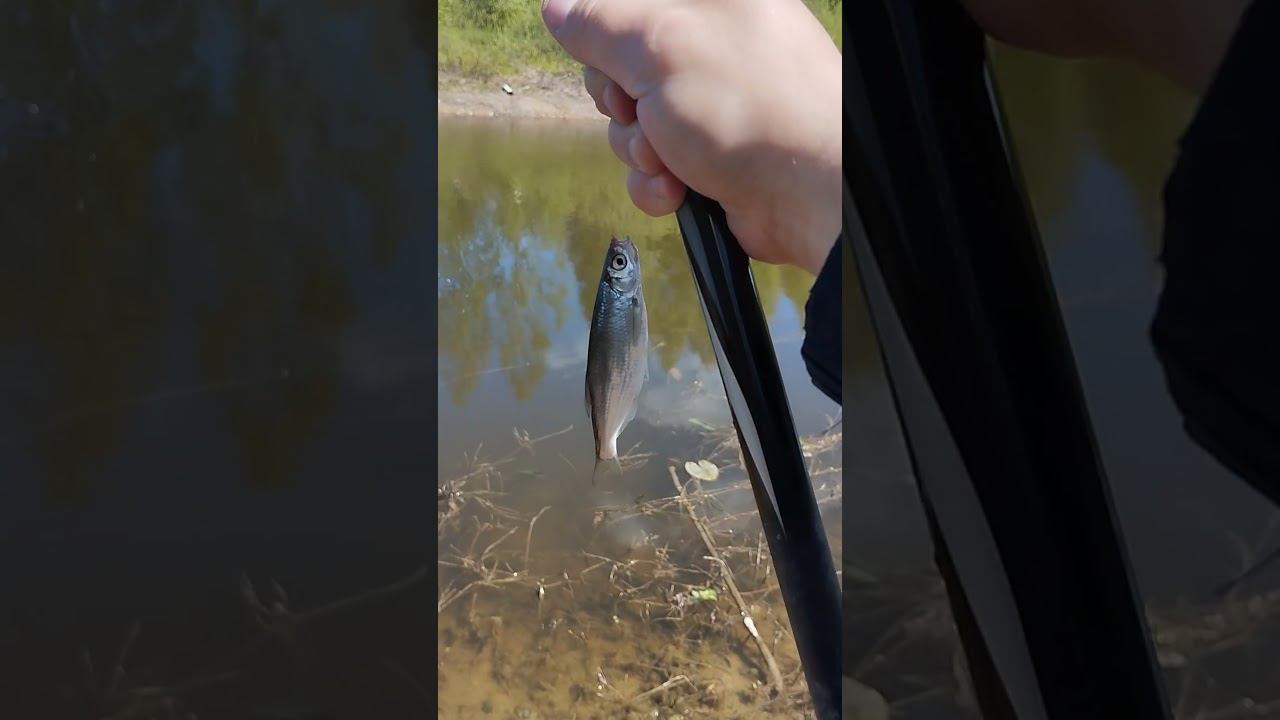 Рыбалка.Ловим уклейку на поплавочную удочку. #shortvideo #рыбалка #fishing #fishingvideo смотреть онлайн
