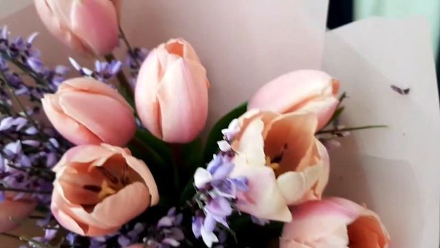 Пионовидный тюльпан и гениста смотреть онлайн