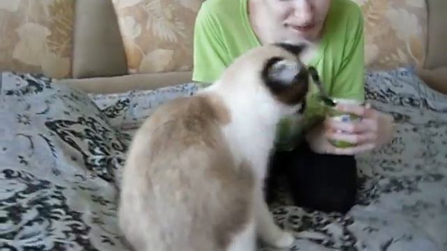Мой кот и я!Кот любит йогурт?! смотреть онлайн