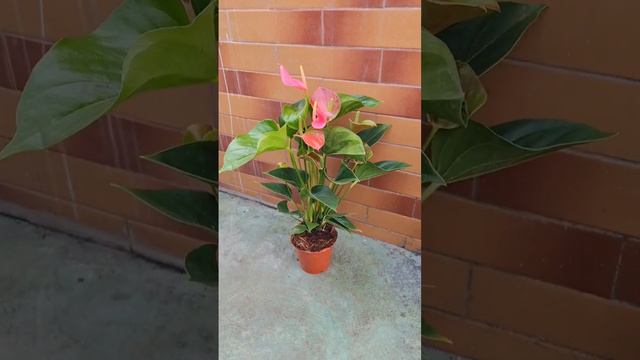 Anthurium❤️ смотреть онлайн