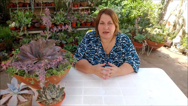 Echeveria 'Afterglow' смотреть онлайн