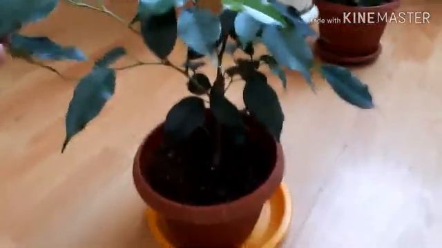 Шефлера после обрезки.Мои комнатные цветы. смотреть онлайн