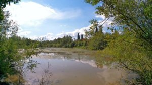 В лес дракона.