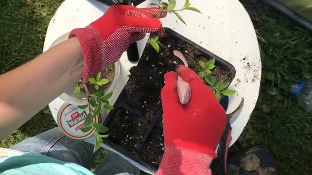 Самый ленивый способ укоренения метельчатой гортензии дачнику выходного дня. смотреть онлайн