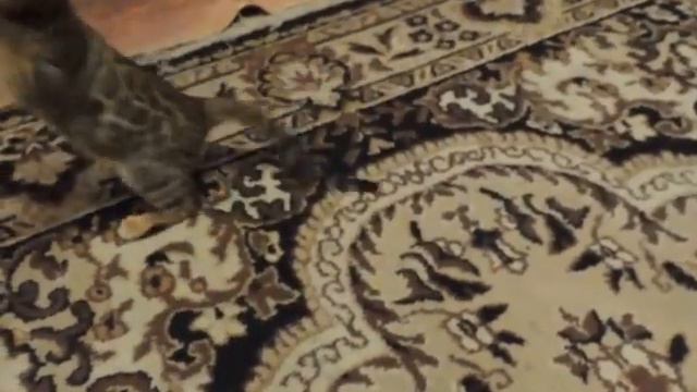 Бенгальские котята из питомника HAPPYBENGAL