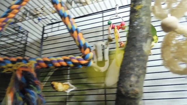 #овоскопирование инкубационного яйца ПОПУГАЯ #КАКАРИКИ Валера прогоняет СИНИЦУ 06/12/2021 года смотреть онлайн