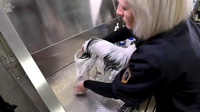 Papillon Grooming With Kathleen Roosens | Groomania 2021 Grooming Demonstration