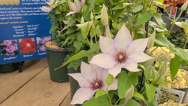 Clematis Samaritan Jo™ // LOVELY, unique soft lilac Vine part of the Raymond Evison™ collection смотреть онлайн