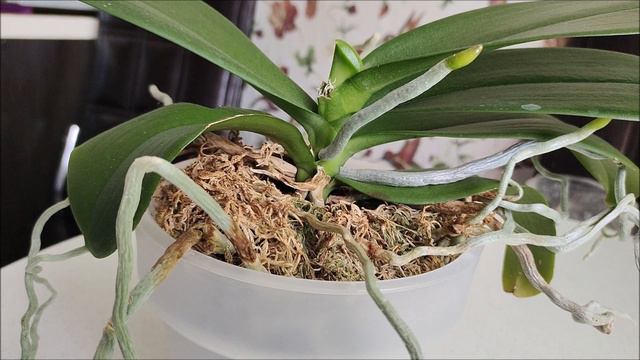 Осенности сорта орхидеи Дикий Кот смотреть онлайн