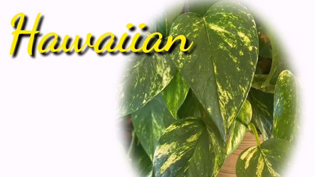 DIFFERENT VARIETIES OF POTHOS -Pretty and Affordable Plants for Newbies Plant Lovers смотреть онлайн