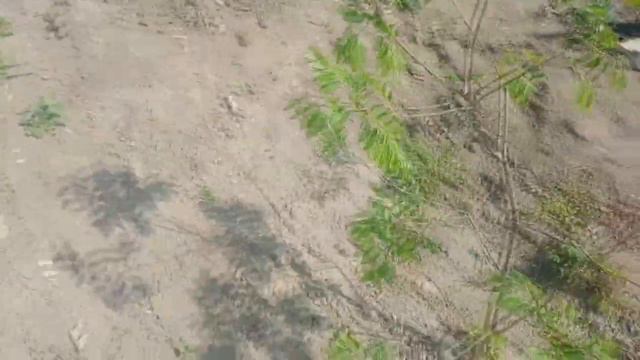 Семена Маракуйи могут взойти и на следующий год. смотреть онлайн