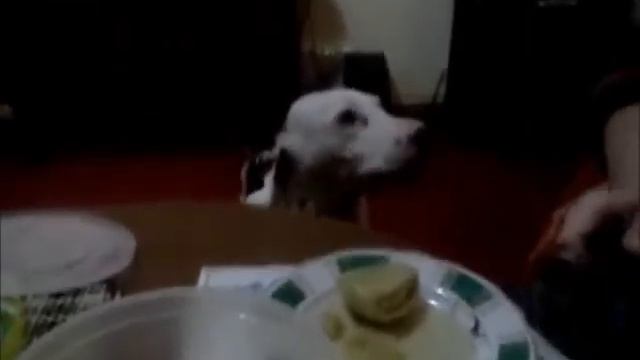 Далматин Тина и соленый помидор