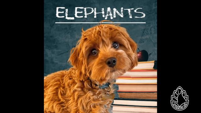 Elephants | Wiki Wednesday смотреть онлайн