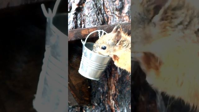 Белка пьет под дождем