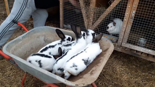 Пересадка кроликов в вольер смотреть онлайн