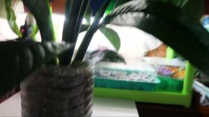 Спасаю Спатифиллум Сенсация/ Спатифиллум опустил листья, вянет, гнилые корни