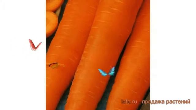 Морковь обыкновенный Осенний король ? обзор: как сажать, семена моркови Осенний король смотреть онлайн