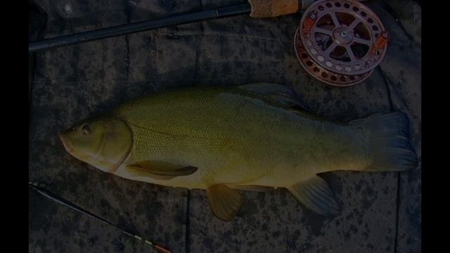 Линь или Золотая Рыбка. Интересные факты и Особенности ловли Линя.