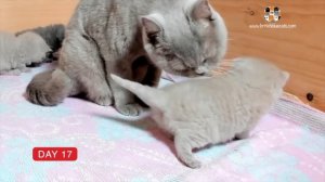 ПЕРВЫЕ ДВА МЕСЯЦА ЖИЗНИ КОТЯТ! КАК РАСТЁТ НОВОРОЖДЁННЫЙ И СМЕШНОЙ КОТЁНОК СМЕШНЫЕ КОТЫ! 33 Котёнка