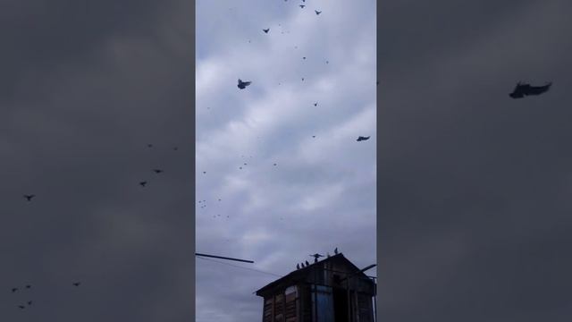 Голуби николаевские!! 😉 Осень 2018 смотреть онлайн
