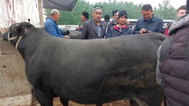 Uychi Tumani Yorqõrģon Mol Bozori Semiz Buqalar Narhlari 5.04.2023yil Reklama Uchun +99833.781.14.0