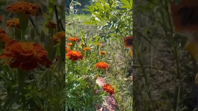 МЯСО С БАКЛАЖАНАМИ В КАЗАНЕ НА КОСТРЕ смотреть онлайн