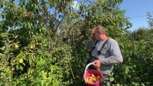 Персик Редхевен-большой урожай.