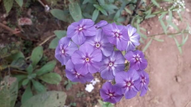 PHLOX STAR MIX- BEST WINTER FLOWER смотреть онлайн