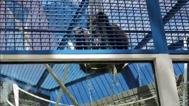 250 орангутан и выдры, Не песня, видео из зоопарка смотреть онлайн