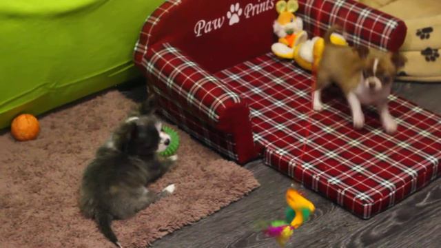 Чихуахуа с редким окрасом смотреть онлайн