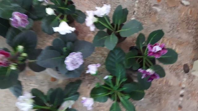 Глоксинии в цвету апрель 2022 смотреть онлайн