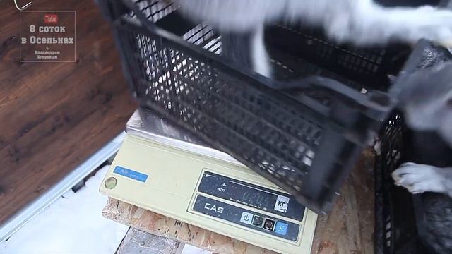 СУПЕР ВЕС Кролика Советской Шиншиллы в 3 месяца 3.6 кило! смотреть онлайн